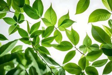 Obraz premium green leaves background