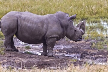 Fototapeta premium the rhino at a water point