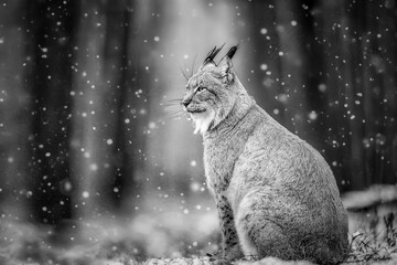 The Lynx in the forest