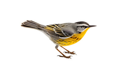 3D Warbler PNG / Transparent