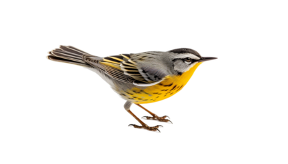 3D Warbler PNG / Transparent