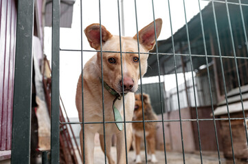 Stray dog in animal shelter waiting for adoption. Homeless dog in the shelter.