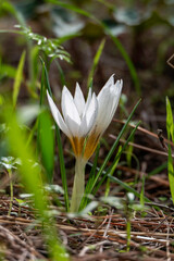 White flowers of Crocus aleppicus Barker close-up