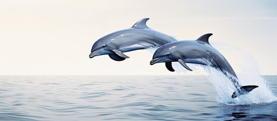 Fototapeta premium Dolphin duo leaping