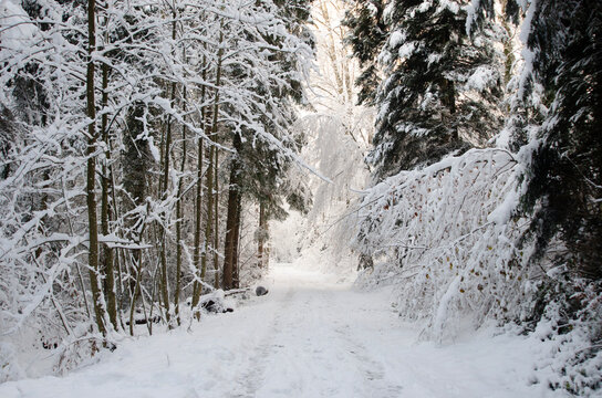 Nature image of snowy forest