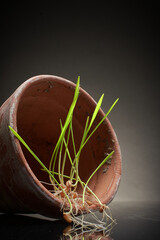 Wheatgrass seedlings sprouting in terracotta pot