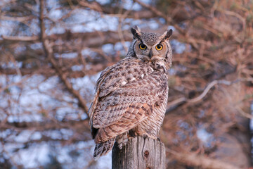 Great horned owl perched on a pole, hunting for prey