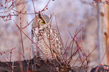 Great horned owl perched on tree branch, hunting for prey