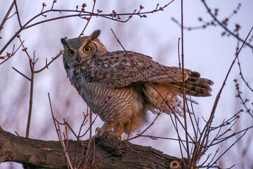 Great horned owl perched on tree branch, hunting for prey