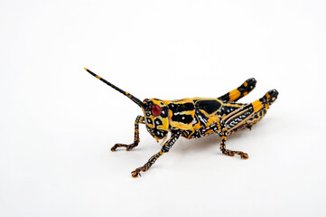 Painted Grasshopper, Variegated Grasshopper // Harlekinschrecke (Zonocerus variegatus) - Nymph - obrazy, fototapety, plakaty