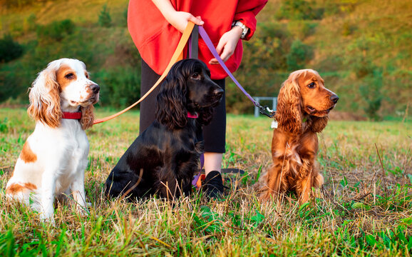 Three English cocker spaniel dogs are sitting on the lawn. The dog is kept by the owner on a leash. Puppies have black, white and red fur. hunters Training. The photo is blurred.