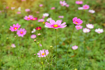 Cosmos bipinnatus flower field, flowers in full bloom with beautiful colors. Soft and selective focus.