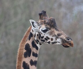 Portrait einer Giraffe 