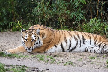 Der Tiger in einer Lauer Stellung 