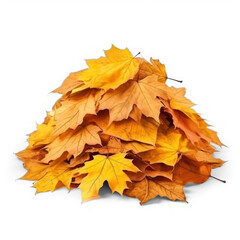 Naklejka na ściany i meble Pile of autumn colored leaves on isolate transparency background, PNG. A heap of different maple dry leaf .Red and colorful foliage colors in the fall season
