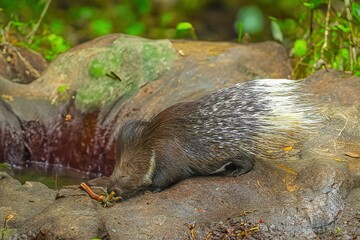 hedgehog on the ground