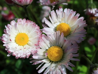 Image of spring flowers. Wild asters.