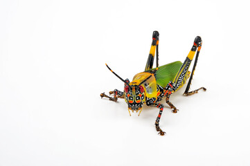Harlekinschrecke // Painted Grasshopper, Variegated Grasshopper (Zonocerus variegatus)