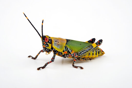 Harlekinschrecke // Painted Grasshopper, Variegated Grasshopper (Zonocerus variegatus)