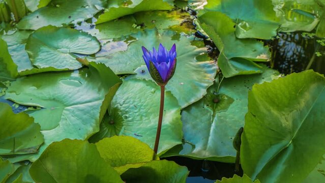 Nymphaea caerulea. Blue Lotus Flower in pond.