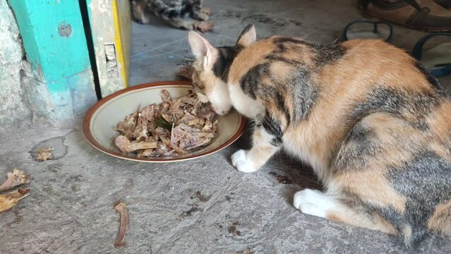hungry pet cat eating chicken bones