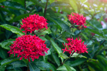 Red Ixora or West Indian Jasmine flower bloom with sunlight in the garden on blur nature background.