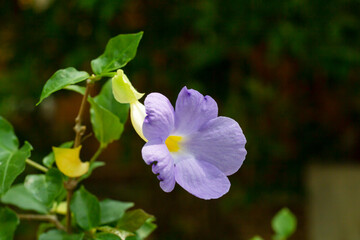 Purple flower of Bush clock vine or Thunbergia erecta bloom on tree in the garden on blur nature background.