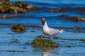 Brown-headed gull (Chroicocephalus brunnicephalus), Chiloe-caulin bay, Lake District, Chile