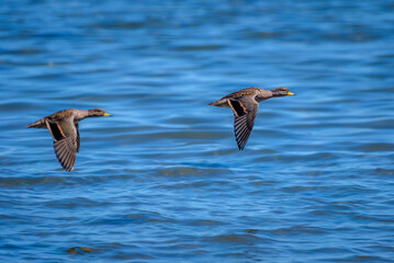 Chiloe wigeon (Mareca sibilatrix), Chiloe-caulin bay, Lake District, Chile