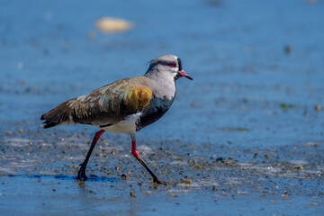 Southern lapwing (Vanellus chilensis), Chiloe-caulin bay, Lake District, Chile