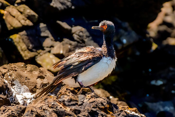 Guanay cormorant or Guanay shag (Leucocarbo bougainvilliorum), Chiloe - Islotes de Punihuil, Lake District, Chile