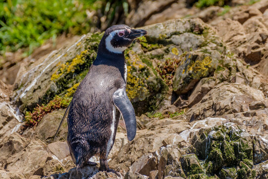 Magellanic penguin (Spheniscus magellanicus), Chiloe - Islotes de Punihuil, Lake District, Chile
