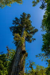 2000 years old alerce tree