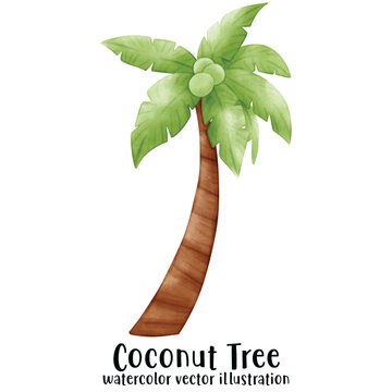 Coconut Tree, Beach, Summer, Vector, illustration, watercolor