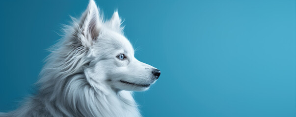 Dog portrait on blue background.