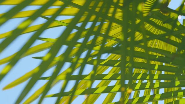 Tropical Palm Leaf Texture. Deep Green Palm Tree Leaves. Concept With Fresh Colors. Close up.