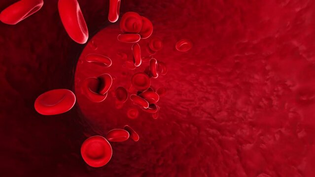 Red Blood cells flow through blood vessel