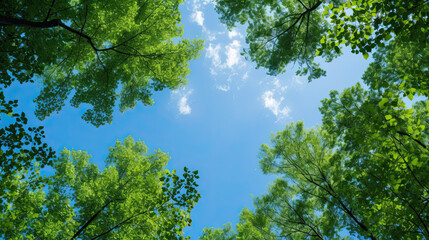 Clear blue sky and green trees seen from below
