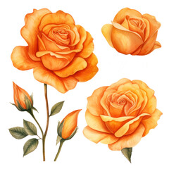 set of orange roses watercolor