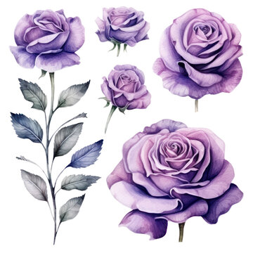 purple roses watercolor 