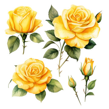 yellow roses watercolor isolated on white or transparent background 