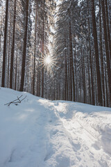 Catching a star of sun in a spruce forest covered with white glittering snow in Beskydy mountains, Czech republic. Winter morning fairy tale