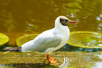 Brown-headed gull, chroicocephalus ridibundus, bird, standing at water's edge, wild scene in nature