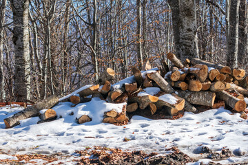 Stack of firewood, cover with snow in the forest. 