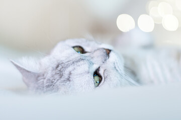 Scottish straight cat lies on his back bokeh from lights in the background. Cat upside down. Close...