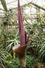 The strange flower of Amorphophallus konjac 