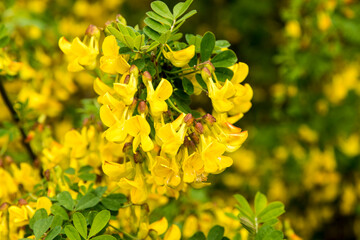 Yellow flowers of Hippocrepis emerus 