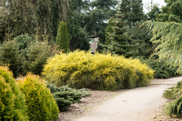 Cytisus 'Dukaat' in full flower in a park