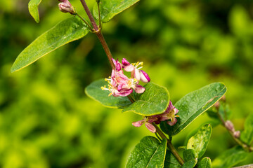 Close up of the flowers of Lonicera x amoena 'Rosea' (L. korolkowii x L. tatarica)