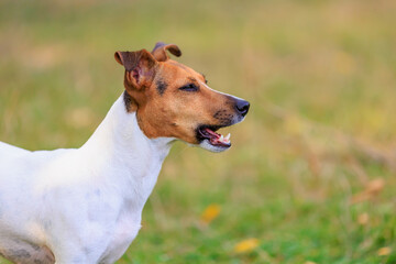 A cute Jack Russell Terrier dog walks in a clearing in the forest. Pet portrait with selective focus and copy space